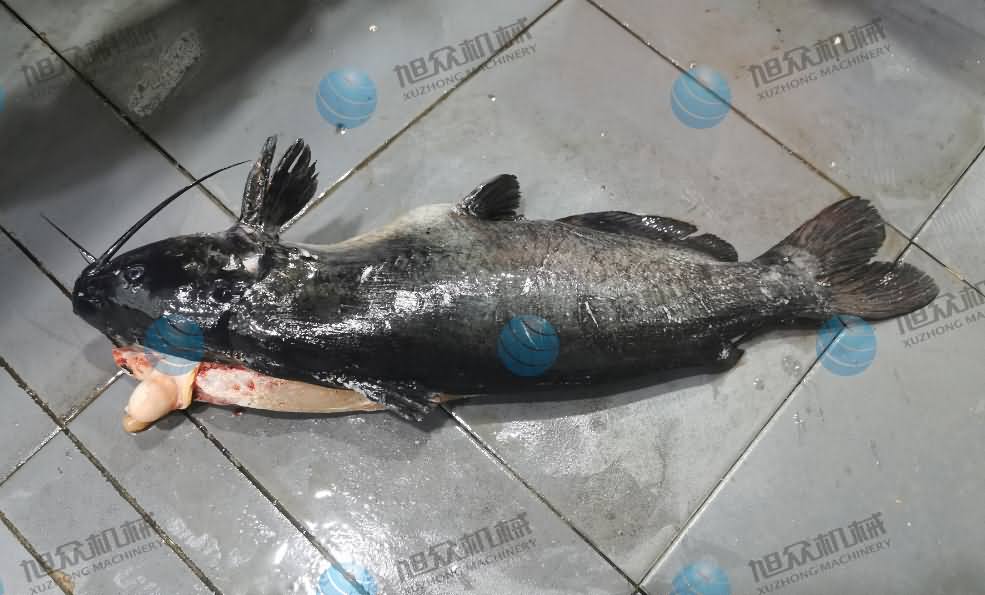 殺魚機(jī)，商用殺魚機(jī)，全自動(dòng)殺魚機(jī)，旭眾殺魚機(jī)，殺魚機(jī)哪家好