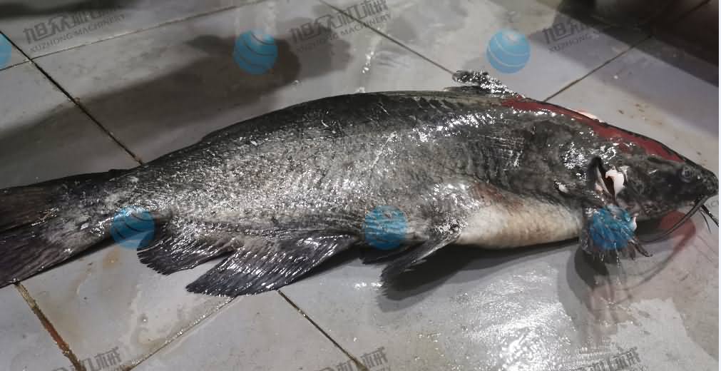 殺魚機(jī)，商用殺魚機(jī)，全自動(dòng)殺魚機(jī)，旭眾殺魚機(jī)，殺魚機(jī)哪家好