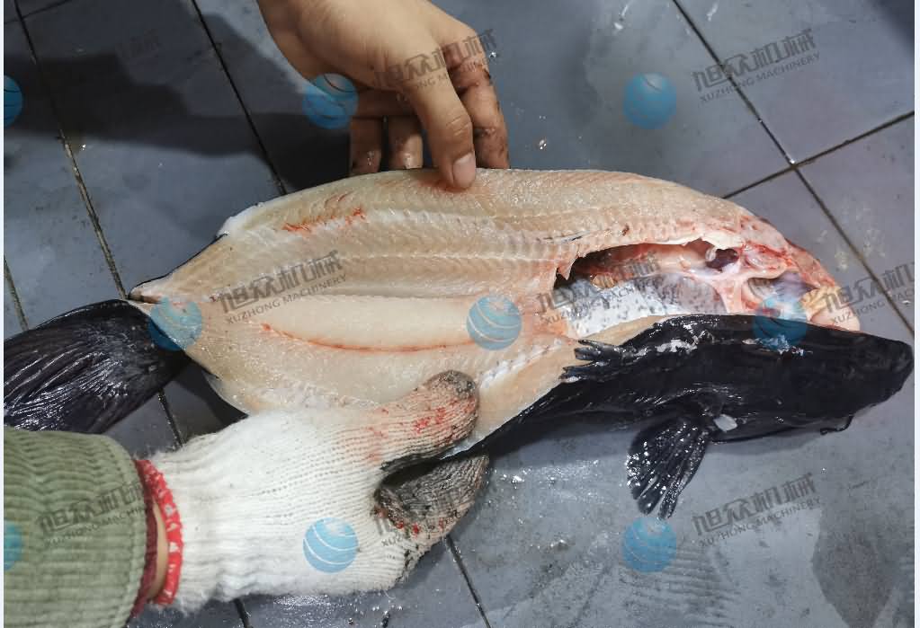 殺魚機(jī)，商用殺魚機(jī)，全自動(dòng)殺魚機(jī)，旭眾殺魚機(jī)，殺魚機(jī)哪家好