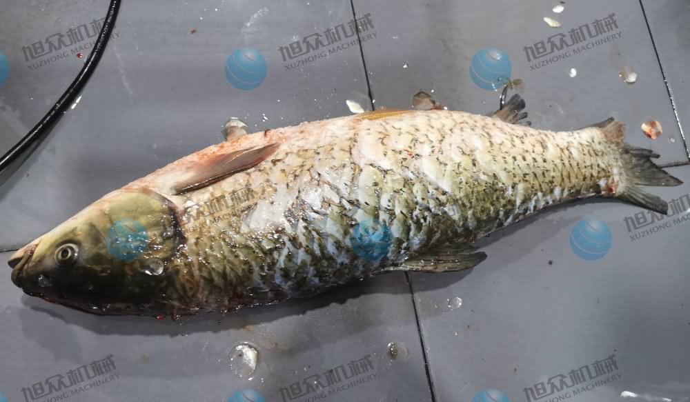 殺魚機(jī)，商用殺魚機(jī)，全自動(dòng)殺魚機(jī)，旭眾殺魚機(jī)，殺魚機(jī)哪家好