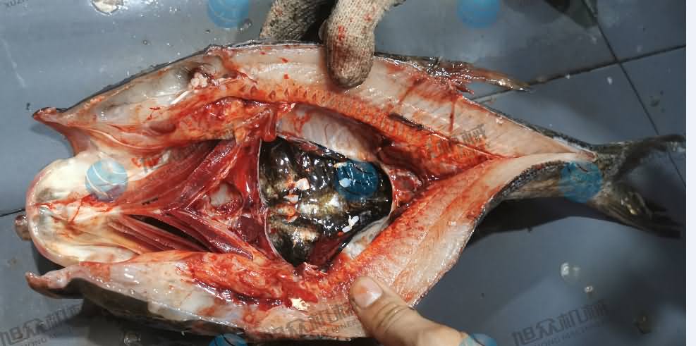 殺魚機(jī)，商用殺魚機(jī)，全自動(dòng)殺魚機(jī)，旭眾殺魚機(jī)，殺魚機(jī)哪家好