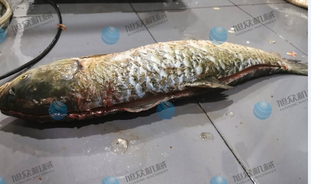 殺魚機(jī)，商用殺魚機(jī)，全自動(dòng)殺魚機(jī)，旭眾殺魚機(jī)，殺魚機(jī)哪家好