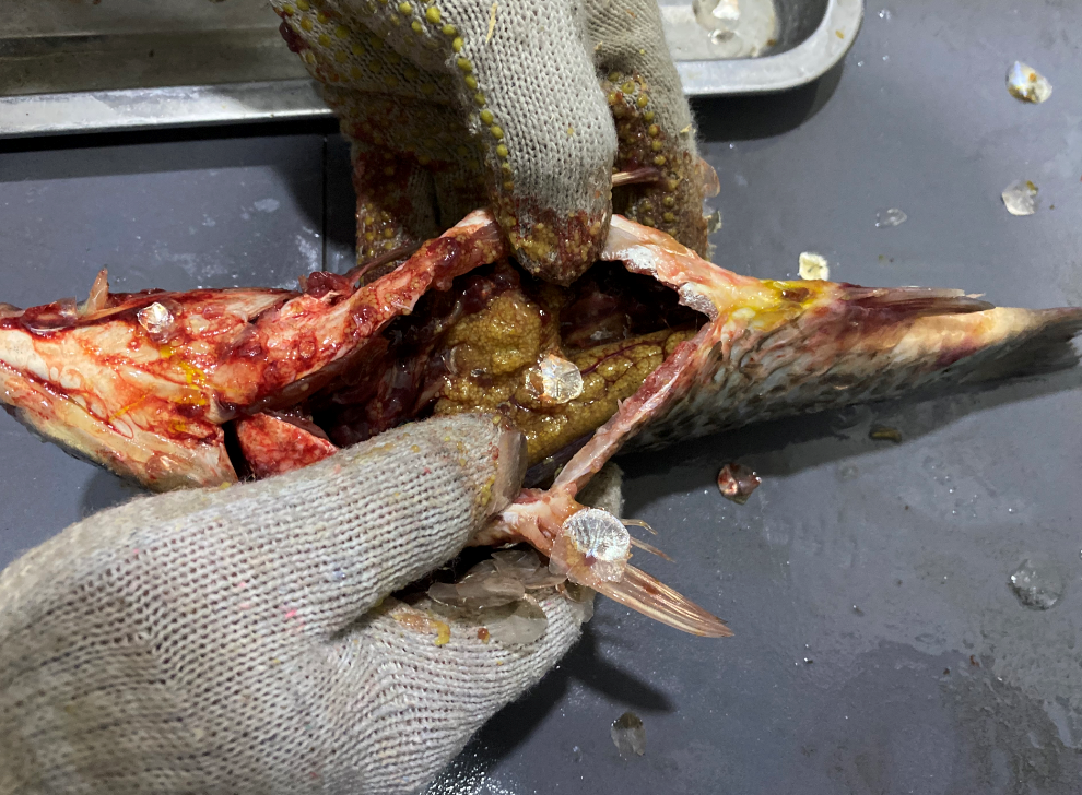 殺魚機，全自動殺魚機，殺魚機怎么樣，殺魚機廠家，商用殺魚機