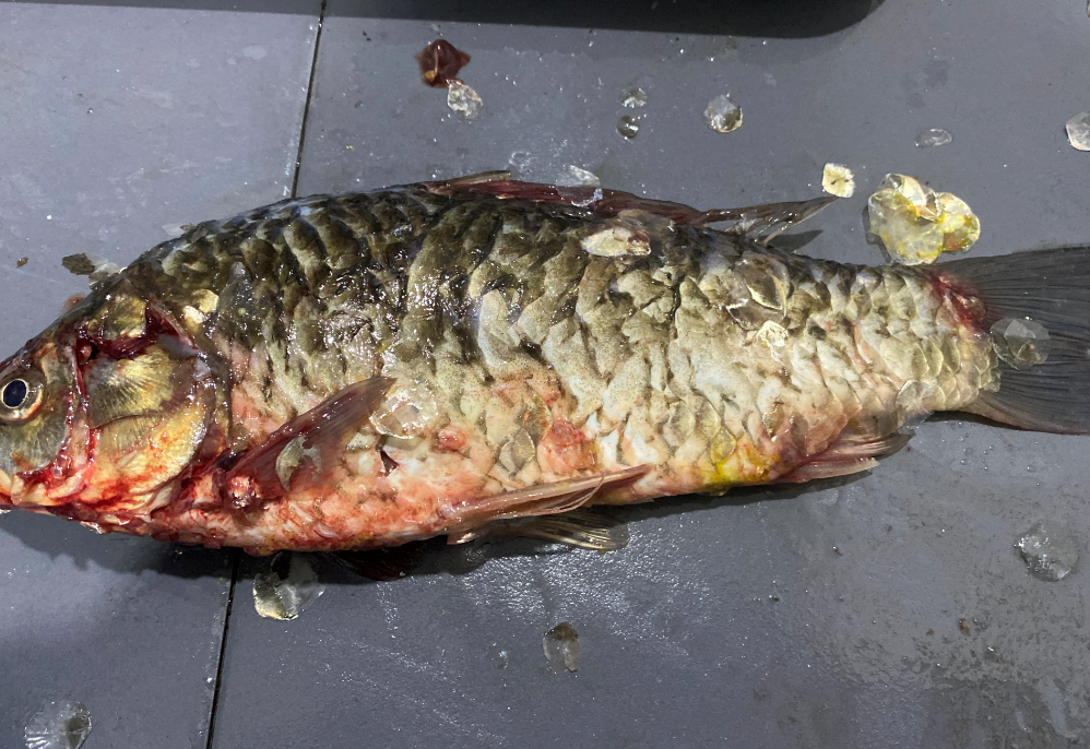 殺魚機，全自動殺魚機，殺魚機怎么樣，殺魚機廠家，商用殺魚機
