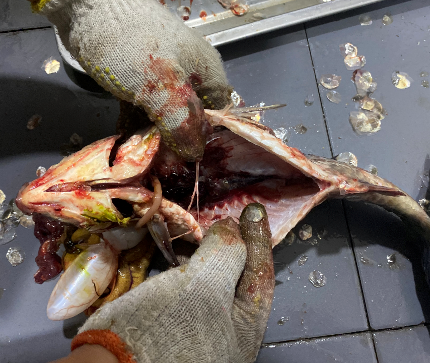 殺魚機，全自動殺魚機，殺魚機怎么樣，殺魚機廠家，商用殺魚機